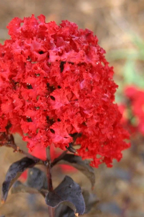 Ebony Flame Crape Myrtle - 2 Gallon Pot 1 Ebony Flame Crape Myrtle - 2 Gallon Pot