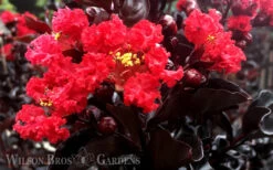 Ebony Flame Crape Myrtle - 2 Gallon Pot 13 Ebony Flame Crape Myrtle - 2 Gallon Pot -Wilson Bros Gardens Crape Myrtle Ebony Flame