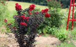 Ebony Flame Crape Myrtle - 2 Gallon Pot 12 Ebony Flame Crape Myrtle - 2 Gallon Pot -Wilson Bros Gardens Crape Myrtle Ebony Flame Tree