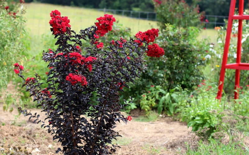 Ebony Flame Crape Myrtle - 2 Gallon Pot 6 Ebony Flame Crape Myrtle - 2 Gallon Pot - Image 6