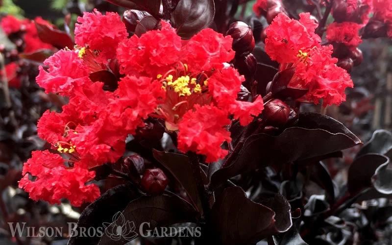 Ebony Flame Crape Myrtle - 2 Gallon Pot 7 Ebony Flame Crape Myrtle - 2 Gallon Pot - Image 7