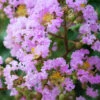 Muskogee Lavender Crape Myrtle - 7 Gallon Pot (6-7')
