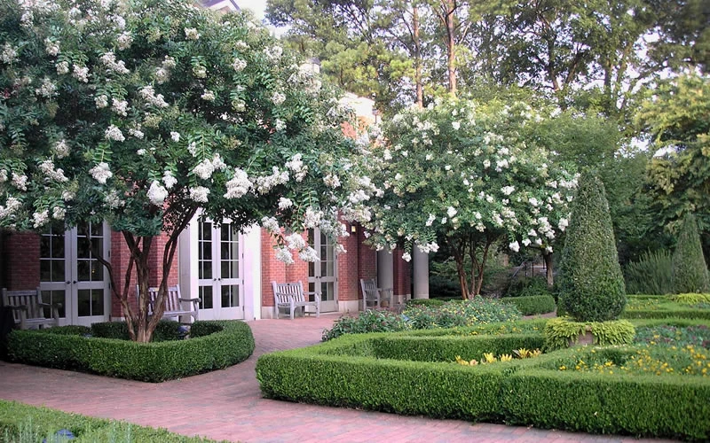 Natchez White Crape Myrtle - 6 Pack Of 1 Gallon Pots 7 Natchez White Crape Myrtle - 6 Pack Of 1 Gallon Pots - Image 7