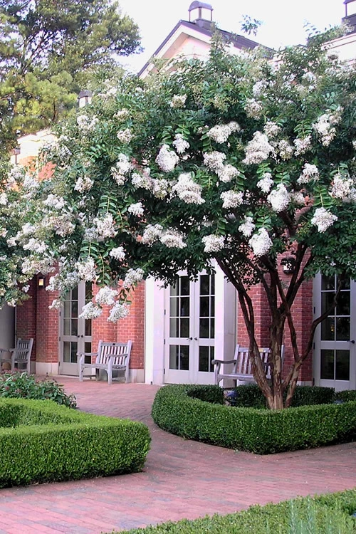 Natchez White Crape Myrtle - 6 Pack Of 1 Gallon Pots 5 Natchez White Crape Myrtle - 6 Pack Of 1 Gallon Pots - Image 5