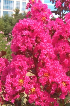 Pink Velour Crape Myrtle Tree - 3 Gallon Pot 9 Pink Velour Crape Myrtle Tree - 3 Gallon Pot -Wilson Bros Gardens Crape Myrtle Pink Velour 12