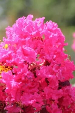 Pink Velour Crape Myrtle Tree - 5 Gallon Pot -Wilson Bros Gardens Crape Myrtle Pink Velour 14 1
