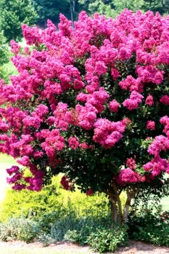 Pink Velour Crape Myrtle Tree - 5 Gallon Pot