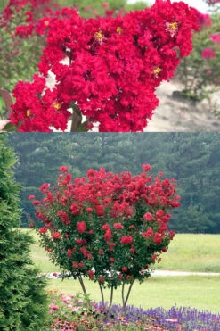 Red Rocket Crape Myrtle - 6 Pack Of 1 Gallon Pots -Wilson Bros Gardens Crape Myrtle Red Rocket 500x750 2