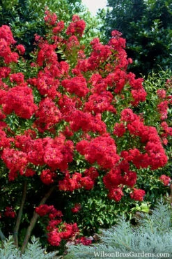 Red Rocket Crape Myrtle - 1 Gallon Pot -Wilson Bros Gardens Crape Myrtle Red Rocket 7