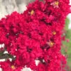 Red Rocket Crape Myrtle - 6 Pack Of 1 Gallon Pots