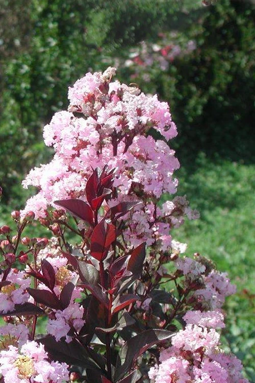 Rhapsody In Pink Crape Myrtle - 3 Gallon Pot 3 Rhapsody In Pink Crape Myrtle - 3 Gallon Pot - Image 3