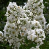 Sarah's Favorite Crape Myrtle - 7 Gallon Pot (4-5')