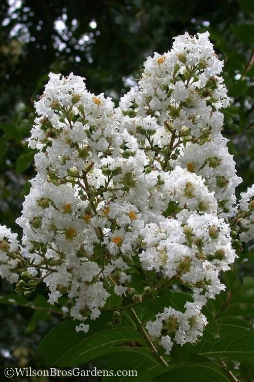 Sarah's Favorite Crape Myrtle - 7 Gallon Pot (4-5') 1 Sarah's Favorite Crape Myrtle - 7 Gallon Pot (4-5')