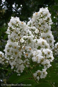 Sarah's Favorite Crape Myrtle - 5 Gallon Pot (4-5')
