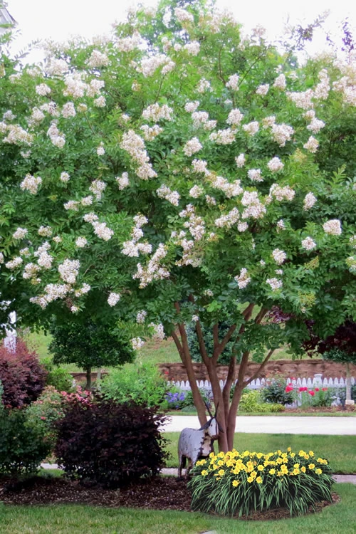 Sarah's Favorite Crape Myrtle - 7 Gallon Pot (4-5') 4 Sarah's Favorite Crape Myrtle - 7 Gallon Pot (4-5') - Image 4