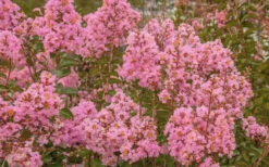 Sioux Pink Crape Myrtle - 6 Pack Of 1 Gallon Pots -Wilson Bros Gardens Crape Myrtle Sioux Pink 51