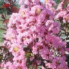 Rhapsody In Pink Crape Myrtle - 3 Gallon Pot