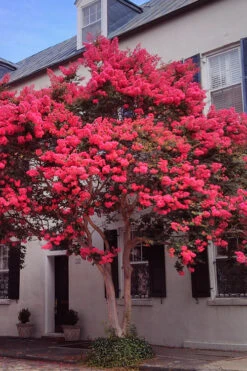 Tuscarora Watermelon Red Crape Myrtle - 3 Gallon Pot -Wilson Bros Gardens Crape20Myrtle Tuscarora 12