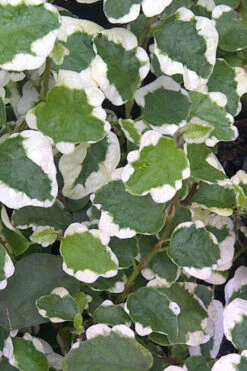 Variegated Creeping Fig - Ficus Pumila 'Variegata' - 5 Pack Of Pint Pots -Wilson Bros Gardens Creeping Fig Variegated Ficus Pumila Rev 500x750 1