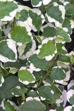 Variegated Creeping Fig (Ficus Pumila 'Variegata') - 10 Pack Of 4" Pint Pots -Wilson Bros Gardens Creeping Fig Variegated Ficus Pumila Rev 500x750 2