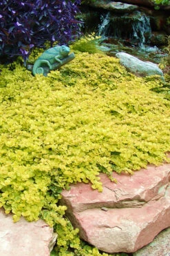 Golden Creeping Jenny - Lysimachia Nummularia Aurea - 10 Pack Of Pint Pots -Wilson Bros Gardens Creeping Jenny 20 1