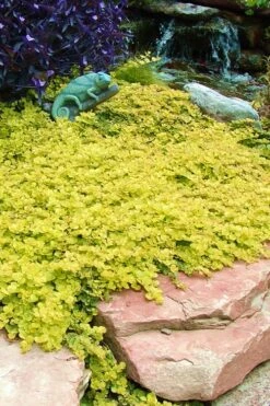 Golden Creeping Jenny - Lysimachia Nummularia Aurea - 18 Pack Of Pint Pots -Wilson Bros Gardens Creeping Jenny 20