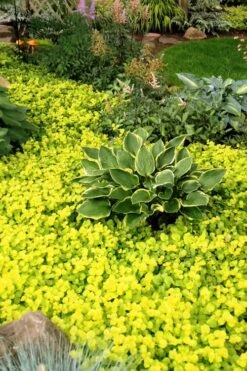 Golden Creeping Jenny - Lysimachia Nummularia Aurea - 6 Pack Of Pint Pots -Wilson Bros Gardens Creeping Jenny 21 3