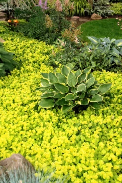 Golden Creeping Jenny - Lysimachia Nummularia Aurea - 18 Pack Of Pint Pots -Wilson Bros Gardens Creeping Jenny 21 4