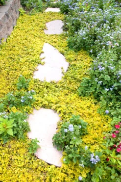 Golden Creeping Jenny - Lysimachia Nummularia Aurea - 5 Pack Of Pint Pots -Wilson Bros Gardens Creeping Jenny 25 2