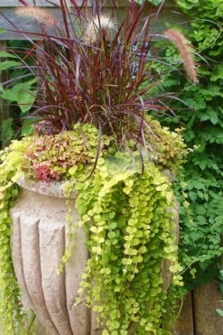 Golden Creeping Jenny - Lysimachia Nummularia Aurea - 5 Pack Of Pint Pots -Wilson Bros Gardens Creeping Jenny 26 2