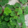 Creeping Raspberry (Rubus Calycinoides) - 1 Gallon Pot