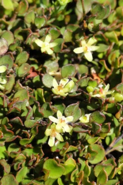 Creeping Wire Vine (Muehlenbeckia Axillaris) - 18 Pack Of Pint Pots -Wilson Bros Gardens Creeping Wire Vine Nana 1 1