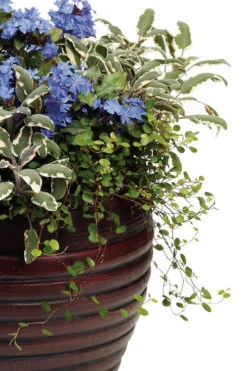 Creeping Wire Vine (Muehlenbeckia Axillaris) - 10 Pack Of Pint Pots -Wilson Bros Gardens Creeping Wire Vine Nana 2