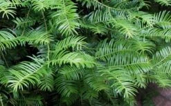 Creeping Japanese Plum Yew (Cephalotaxus Harringtonia 'Prostrata') - 3 Gallon Pot -Wilson Bros Gardens Creeping japanese Plum Yew 1 3