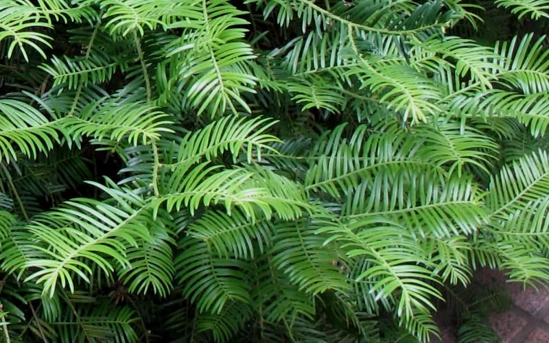 Creeping Japanese Plum Yew (Cephalotaxus Harringtonia 'Prostrata') - 2.5 Gallon Pot 6 Creeping Japanese Plum Yew (Cephalotaxus Harringtonia 'Prostrata') - 2.5 Gallon Pot - Image 6