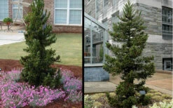 Black Dragon Cryptomeria - Japanese Cedar - 7 Gallon Pot -Wilson Bros Gardens Cryptomeria Black Dragon 1 2