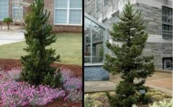 Black Dragon Cryptomeria - Japanese Cedar - 5 Gallon Pot 8 Black Dragon Cryptomeria - Japanese Cedar - 5 Gallon Pot -Wilson Bros Gardens Cryptomeria Black Dragon 1