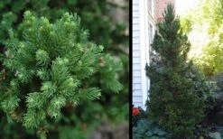 Black Dragon Cryptomeria - Japanese Cedar - 5 Gallon Pot 9 Black Dragon Cryptomeria - Japanese Cedar - 5 Gallon Pot -Wilson Bros Gardens Cryptomeria Black Dragon 2