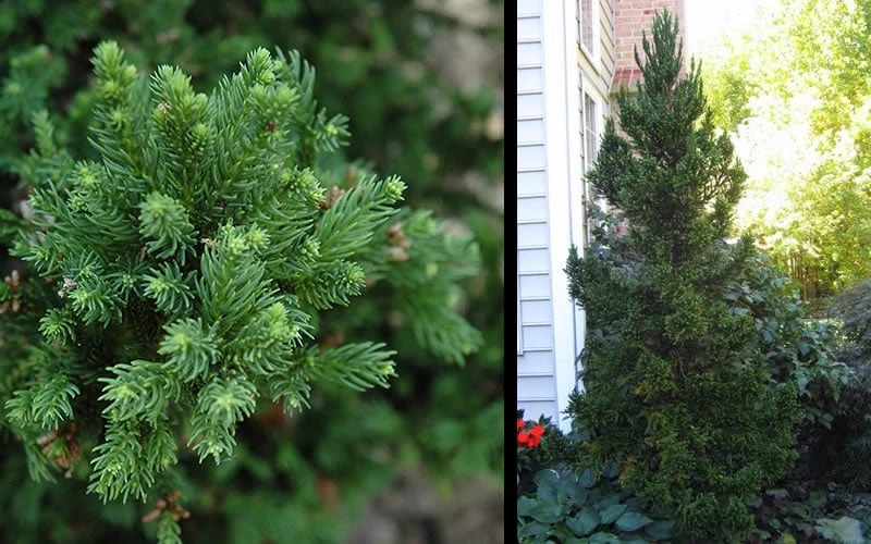 Black Dragon Cryptomeria - Japanese Cedar - 5 Gallon Pot 5 Black Dragon Cryptomeria - Japanese Cedar - 5 Gallon Pot - Image 5