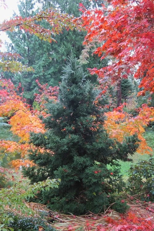 Black Dragon Cryptomeria - Japanese Cedar - 5 Gallon Pot 1 Black Dragon Cryptomeria - Japanese Cedar - 5 Gallon Pot