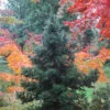 Black Dragon Cryptomeria - Japanese Cedar - 7 Gallon Pot