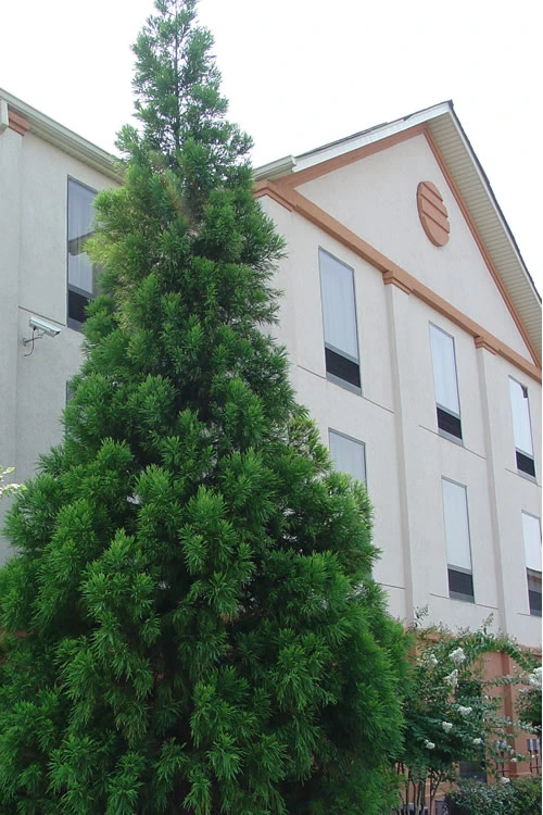 Radicans Cryptomeria (Japanese Cedar) - 7 Gallon Pot (4-5') 6 Radicans Cryptomeria (Japanese Cedar) - 7 Gallon Pot (4-5') - Image 6