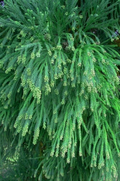 Radicans Cryptomeria (Japanese Cedar) - 7 Gallon Pot (4-5') 10 Radicans Cryptomeria (Japanese Cedar) - 7 Gallon Pot (4-5') -Wilson Bros Gardens Cryptomeria Radicans Foliage 500x750 3