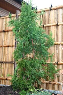 Rasen Sugi Cryptomeria Japanese Cedar - 3 Gallon Pot 13 Rasen Sugi Cryptomeria Japanese Cedar - 3 Gallon Pot -Wilson Bros Gardens Cryptomeria Rasen Sugi 1 1