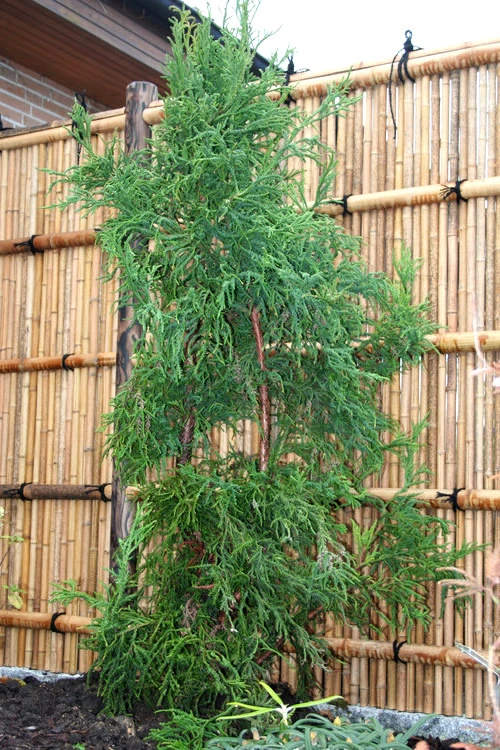 Rasen Sugi Cryptomeria Japanese Cedar - 2 Gallon Pot 7 Rasen Sugi Cryptomeria Japanese Cedar - 2 Gallon Pot - Image 7