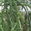 Rasen Sugi Cryptomeria Japanese Cedar - 2 Gallon Pot