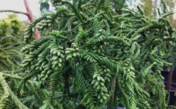 Rasen Sugi Cryptomeria Japanese Cedar - 2 Gallon Pot 11 Rasen Sugi Cryptomeria Japanese Cedar - 2 Gallon Pot -Wilson Bros Gardens Cryptomeria Rasen Sugi 3
