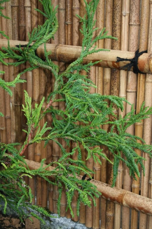 Rasen Sugi Cryptomeria Japanese Cedar - 3 Gallon Pot 6 Rasen Sugi Cryptomeria Japanese Cedar - 3 Gallon Pot - Image 6