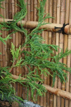 Rasen Sugi Cryptomeria Japanese Cedar - 2 Gallon Pot 12 Rasen Sugi Cryptomeria Japanese Cedar - 2 Gallon Pot -Wilson Bros Gardens Cryptomeria Rasen Sugi 4