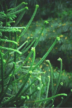 Snake Branch Japanese Cedar - Cryptomeria Japonica 'Araucarioides' - 1 Gallon Pot -Wilson Bros Gardens Cryptomeria Snake Branch 14